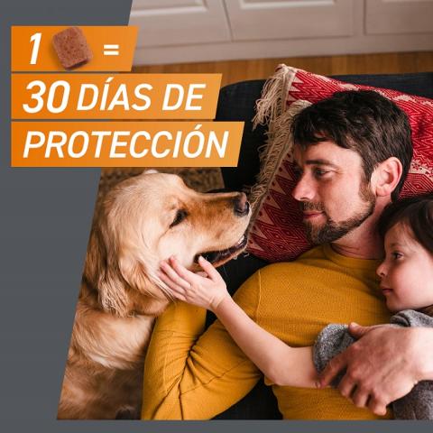 ¿Por qué es importante desparasitar a tu mascota mensualmente con la gama Frontline®?